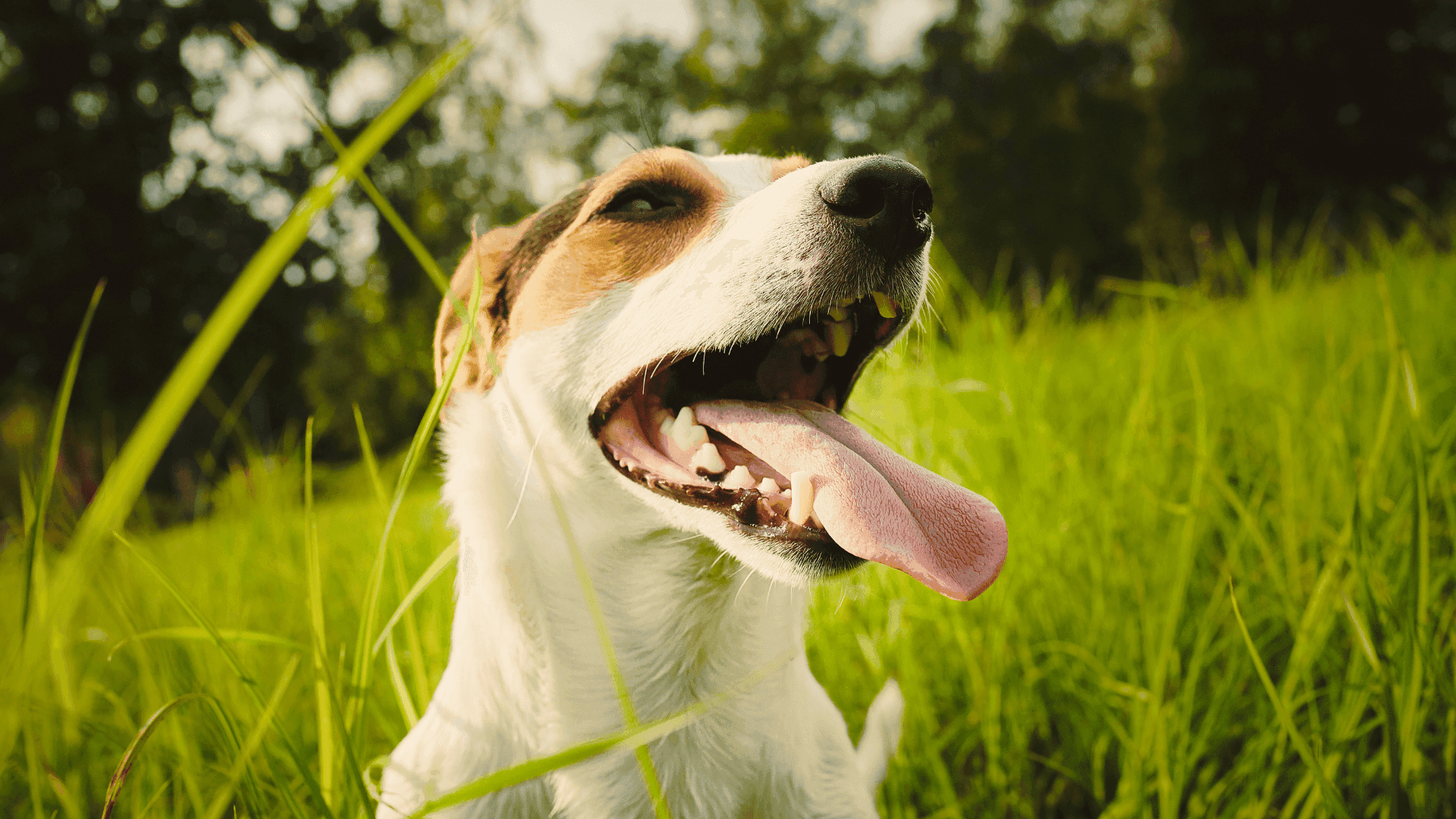 Design sans titre (4).png