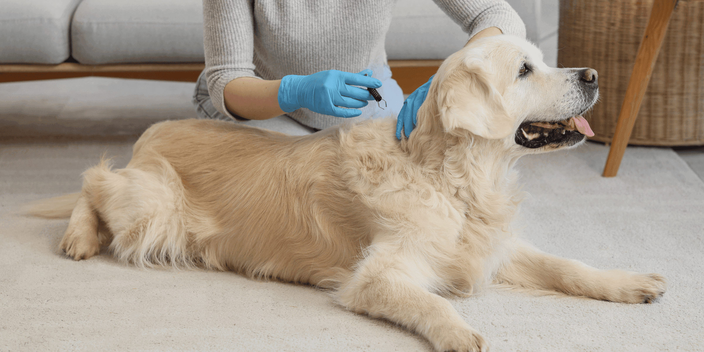 Chien couché pendant qu’une femme tient un tire‑tiques dans sa main, illustrant les gestes de prévention et les risques liés aux tiques chez le chien.