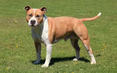 american staffordshire terrier.avif