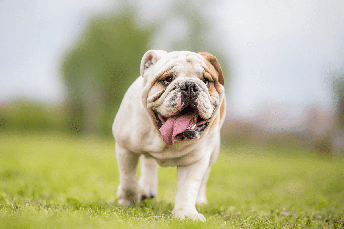 bulldog anglais.png