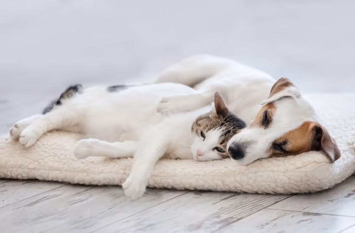 Un chien et un chat allongés ensemble sur un coussin blanc