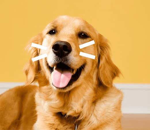 dog-header.png