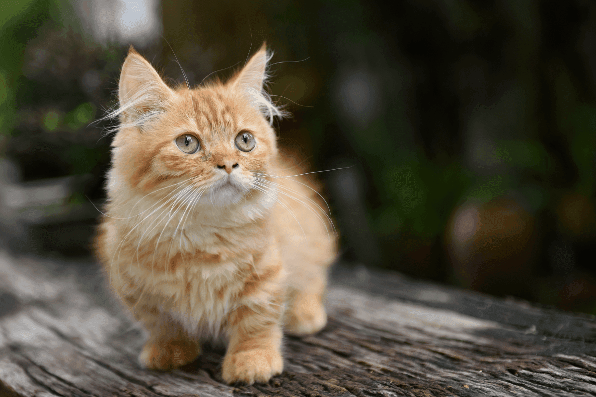 munchkin.png