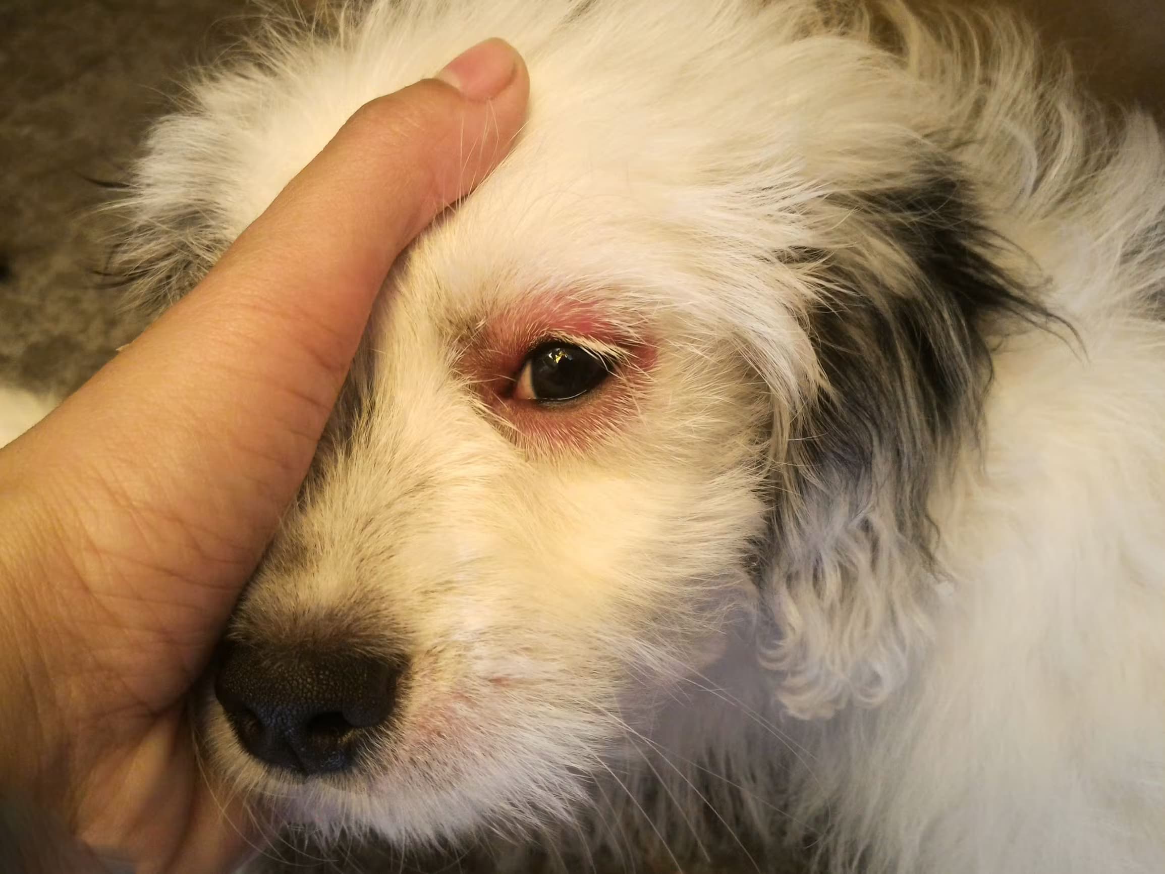 Main humaine touchant la tête d'un chiot à poils longs, avec une irritation visible autour de l'œil.