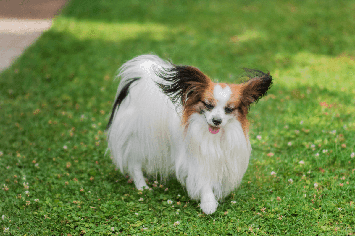 papillon.png