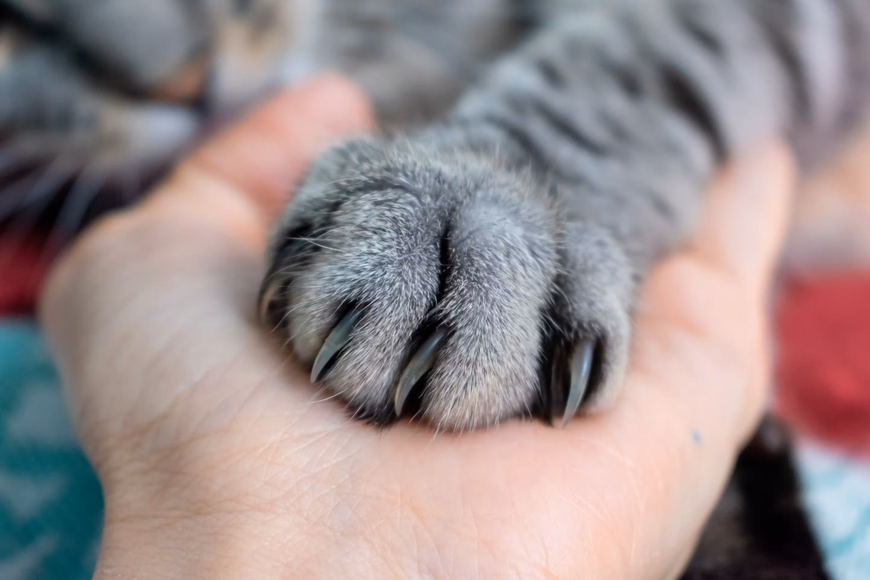 Patte de chat grise aux griffes légèrement sorties posée dans la main d'une personne, symbolisant la connexion et la confiance entre le chat et son propriétaire.