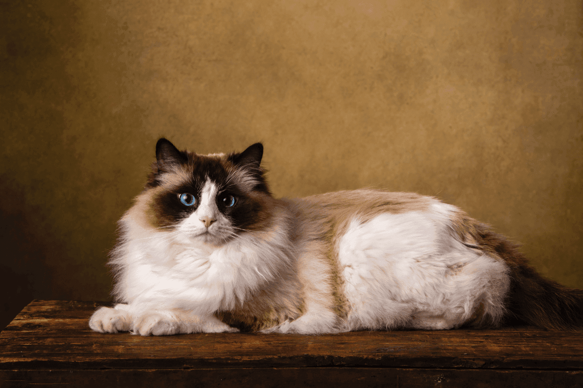 ragdoll.png