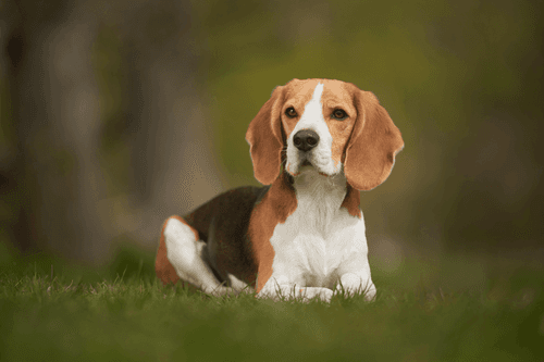 beagle.png