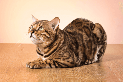 bengal.png