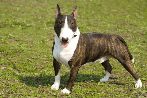bull terrier.png