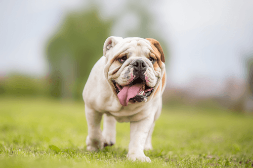 bulldog anglais.png
