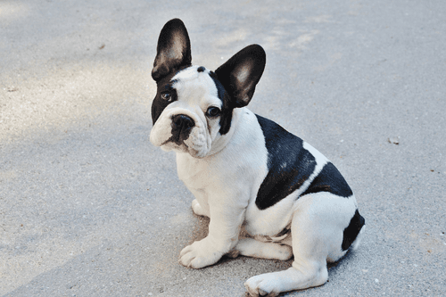 Bouledogue français.png