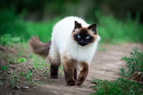 himalayen.webp