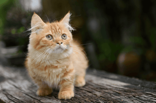 munchkin.png