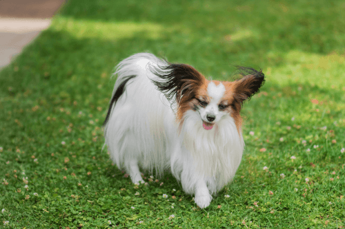 papillon.png