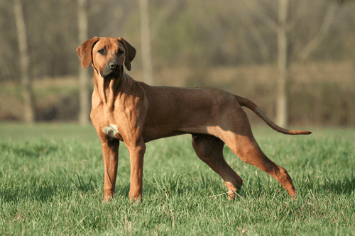 rhodesian ridgeback.png