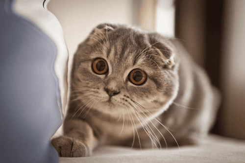 scottish-fold.png