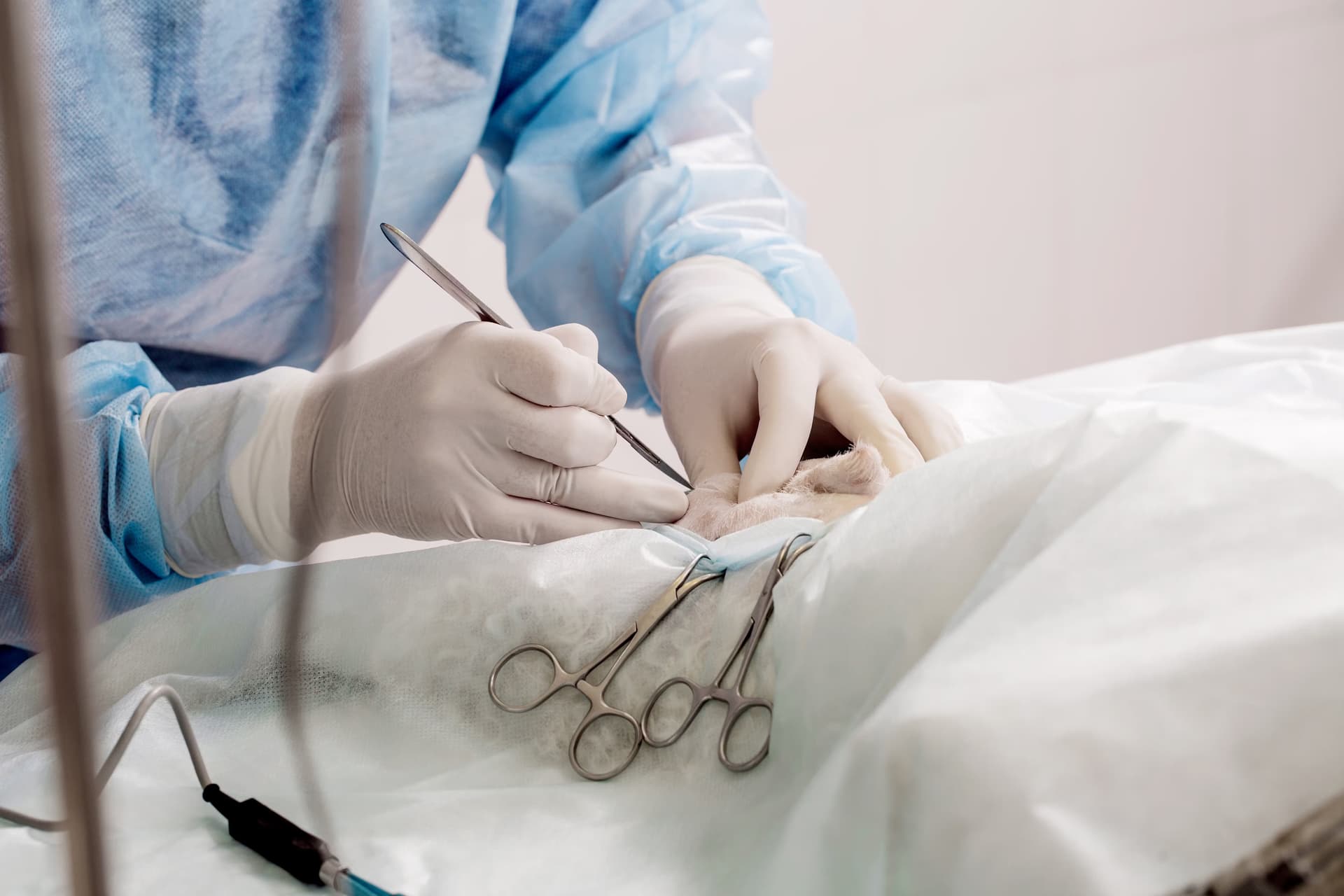 Un vétérinaire en tenue stérile effectue une opération chirurgicale sur un animal. Des instruments chirurgicaux, tels que des ciseaux et des pinces, sont disposés à côté.