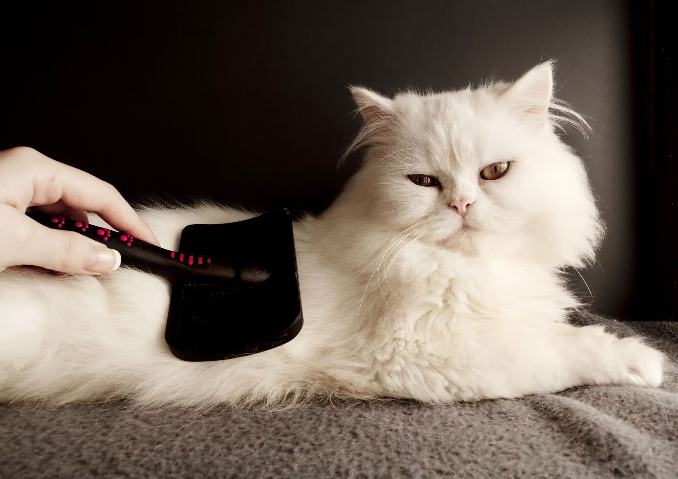 Chat blanc à poils longs se faisant brosser doucement par une main humaine.