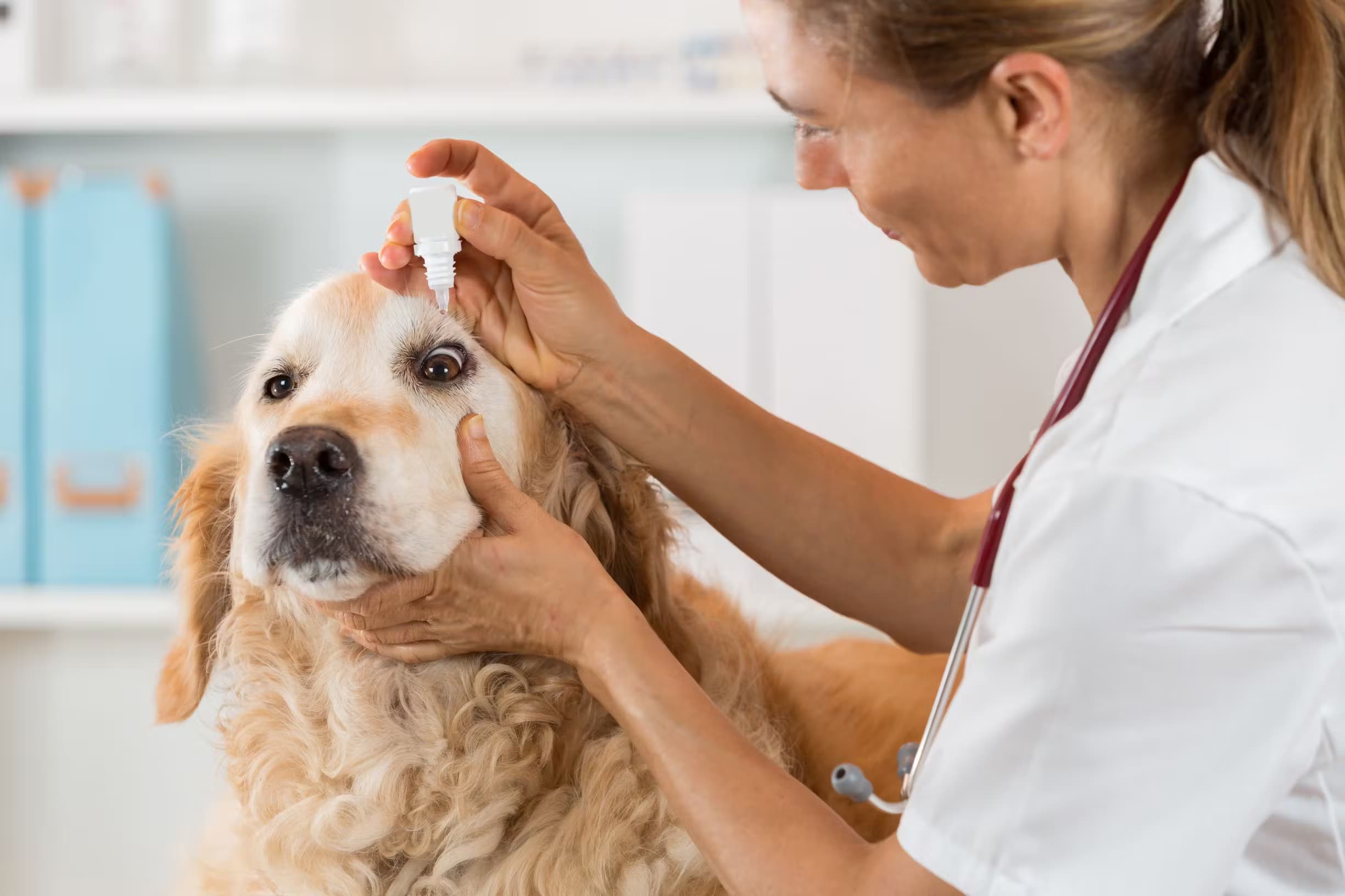 Vétérinaire administrant des gouttes oculaires à un chien Golden Retriever.