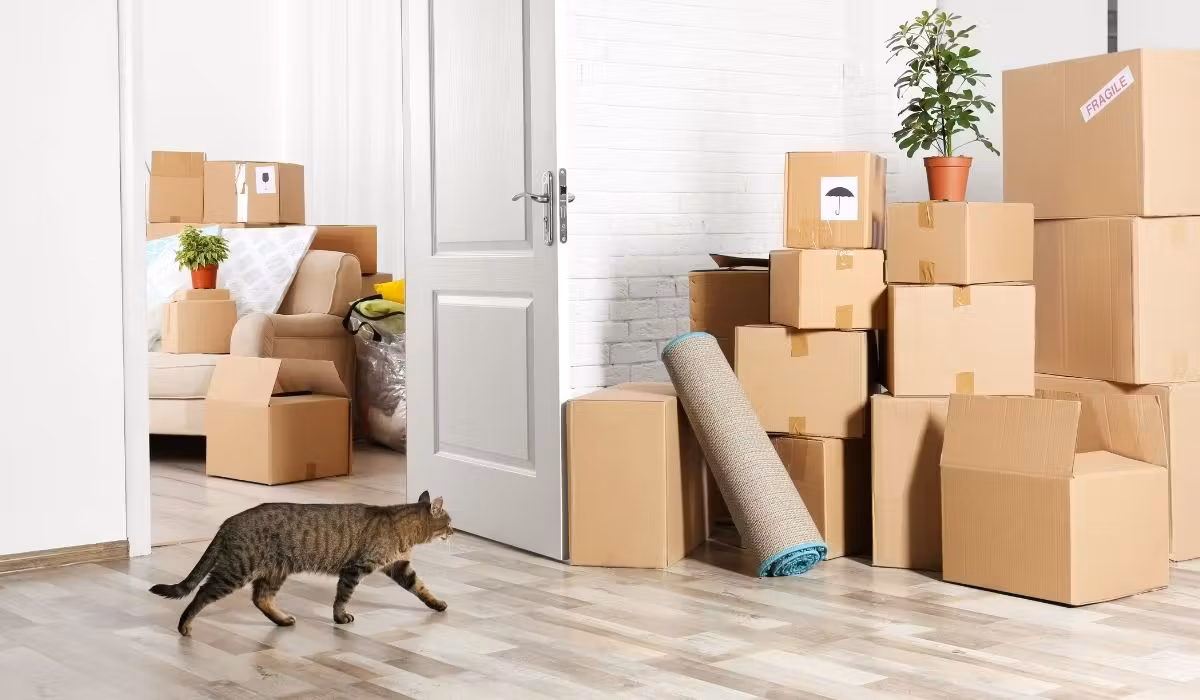 Chat qui découvre sa nouvelle maison