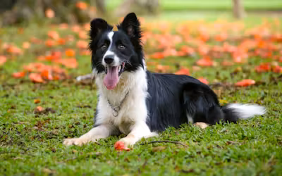 border-collie.avif