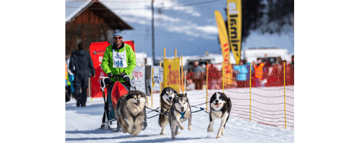 SSV _ l'Association Suisse de Sport Canin de Traîneau.png