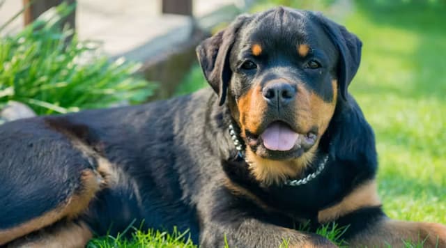 Rottweiler.avif
