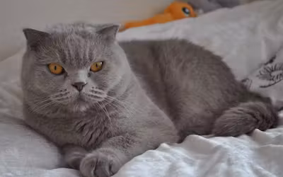 BritishShorthair.avif