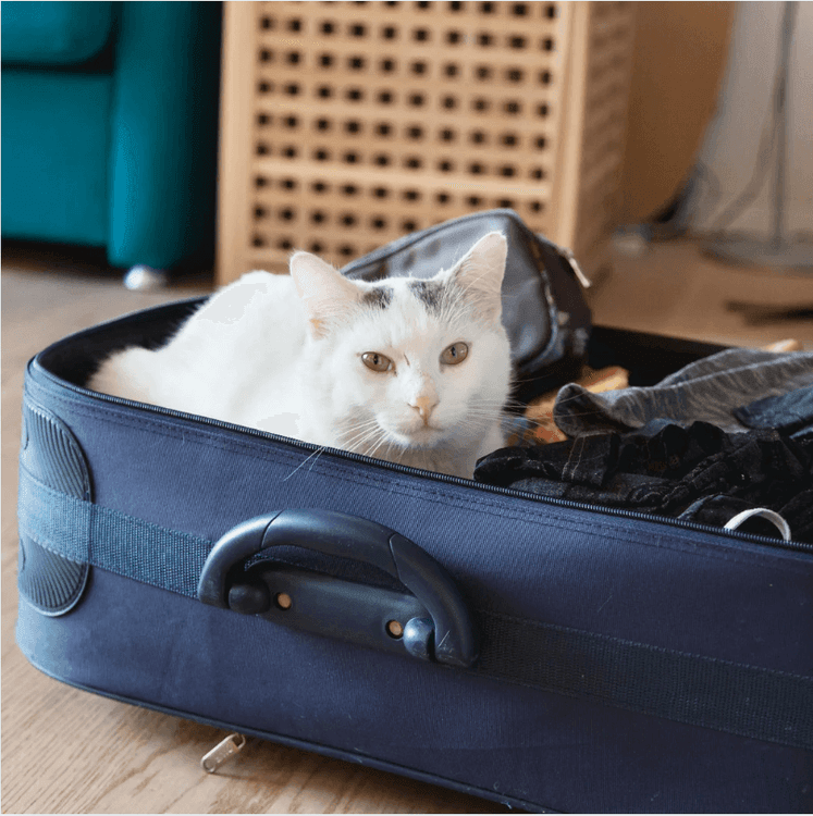 Capture d’écran 2025-08-07 100314.png